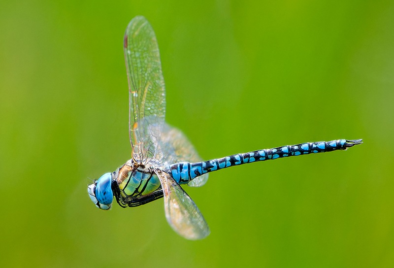 affinis-maschio-volo-(14).jpg