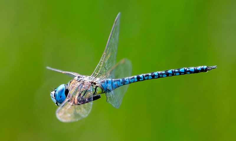 affinis-maschio-volo-(15).jpg