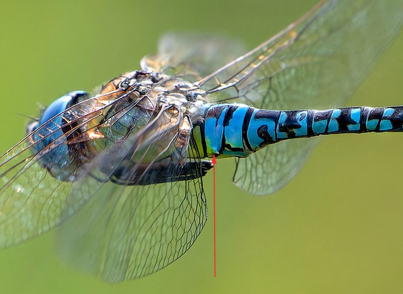 affinis-maschio-volo-(17).jpg