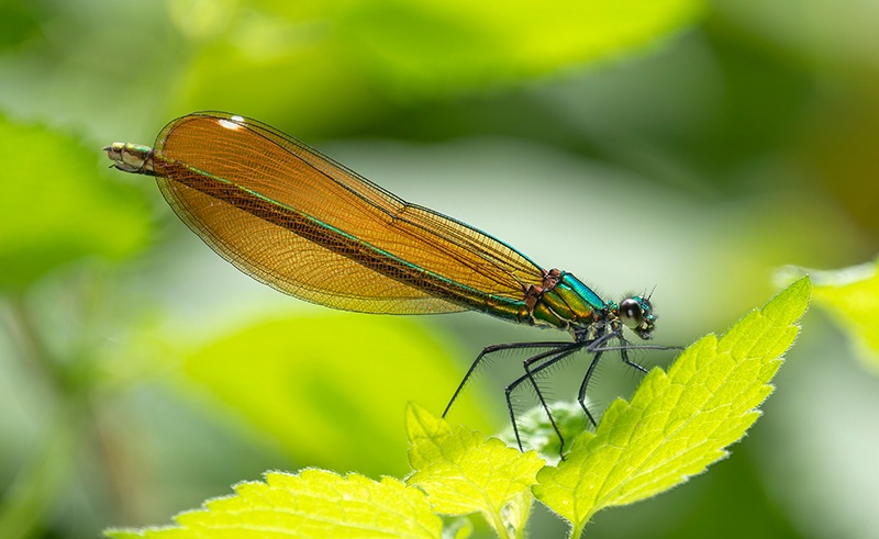 calopteryx-virgo-femmina-(1).jpg