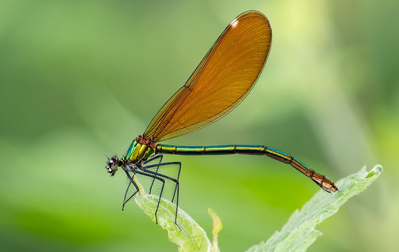 calopteryx-virgo-femmina-(6).jpg