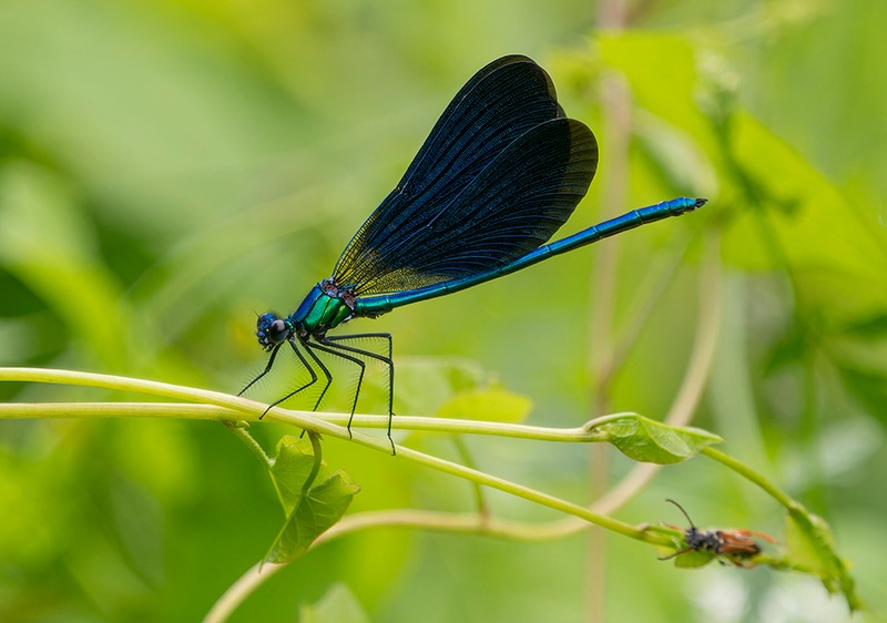 calopteryx-virgo-maschio-(2).jpg