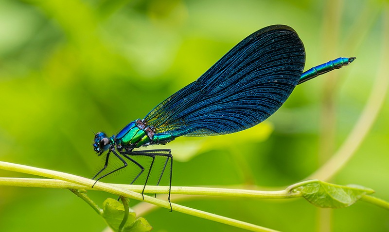 calopteryx-virgo-maschio-(4).jpg