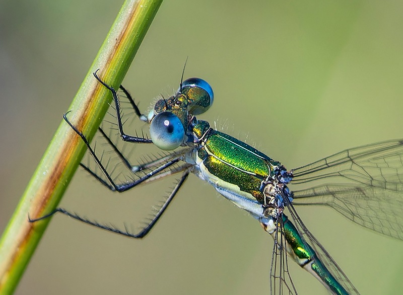 Lestes-virens_-maschio-(61).jpg