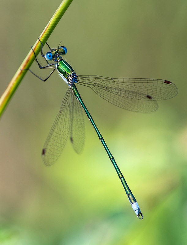 Lestes-virens_-maschio-(62).jpg