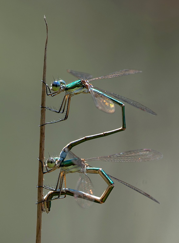 Lestes-virens_-ovideposizione-(45).jpg