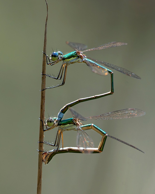 Lestes-virens_-ovideposizione-(46).jpg