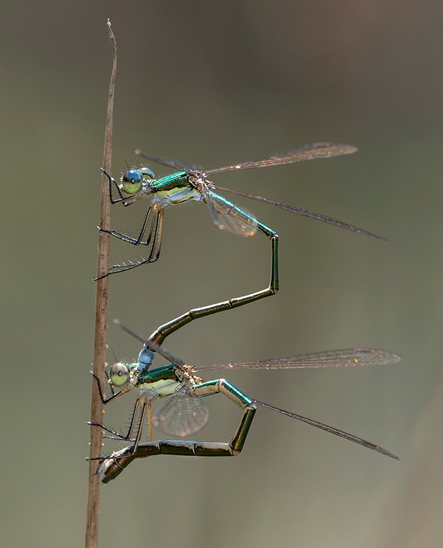 Lestes-virens_-ovideposizione-(47).jpg