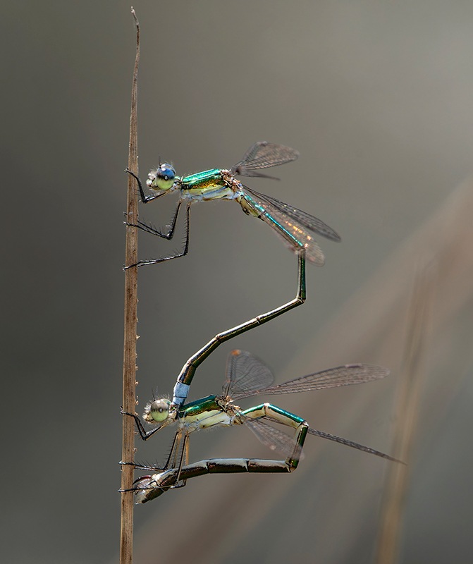 Lestes-virens_-ovideposizione-(48).jpg