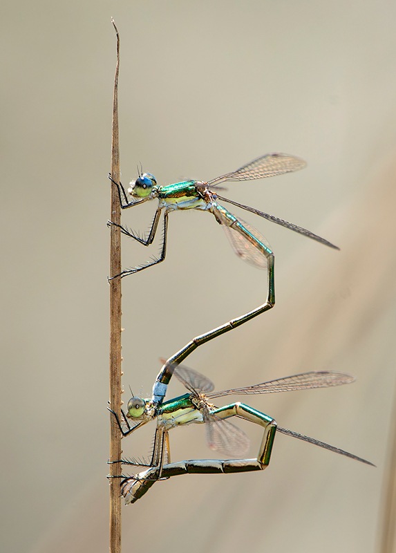 Lestes-virens_-ovideposizione-(50).jpg