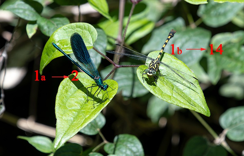 Onychogomphus-forcipatus-_-Calopteryx-splendens_-maschi.jpg.a0c0222f63d21d6ecd76e50c53e44f1b.jpg