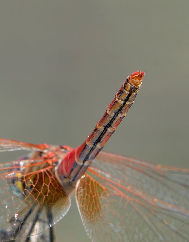 Sympetrum-fonscolombii_-maschio-(45).jpg