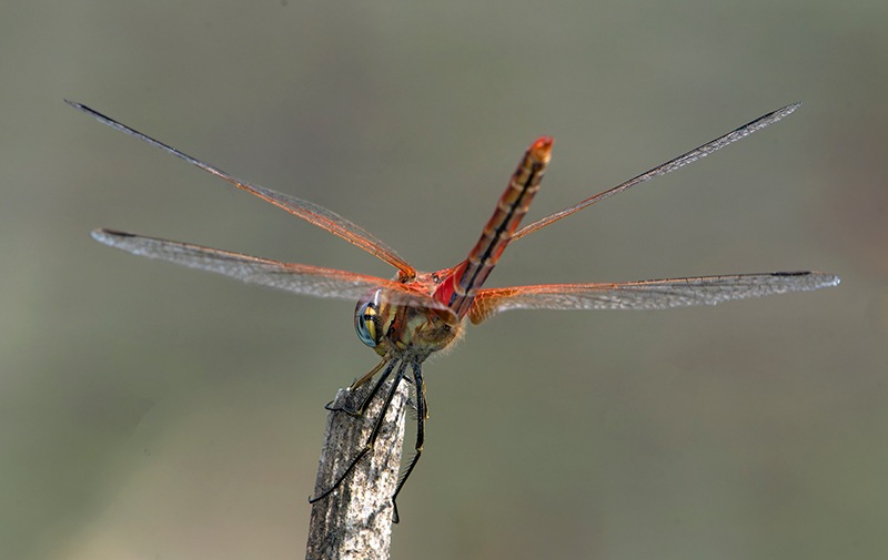 Sympetrum-fonscolombii_-maschio-(47).jpg