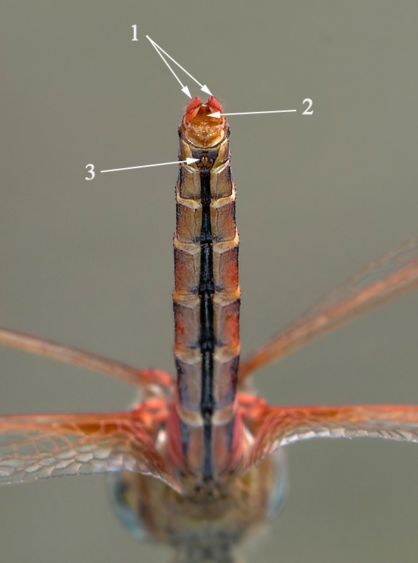 Sympetrum-fonscolombii_-maschio-(48).jpg