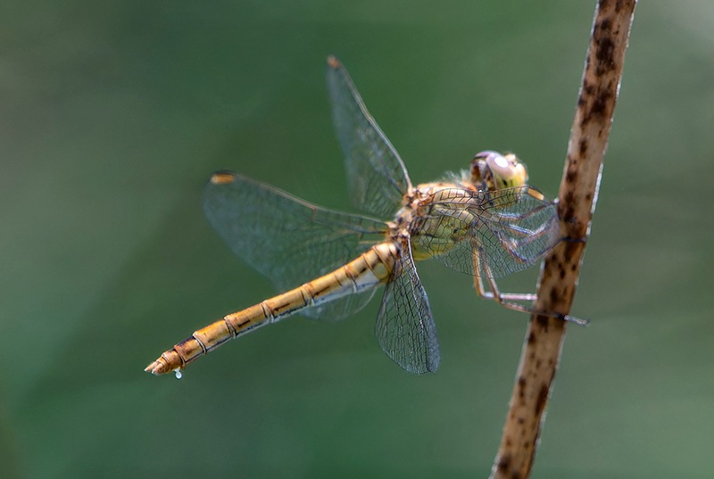 Sympetrum-meridionale_-femm.-ovidep-(1).jpg