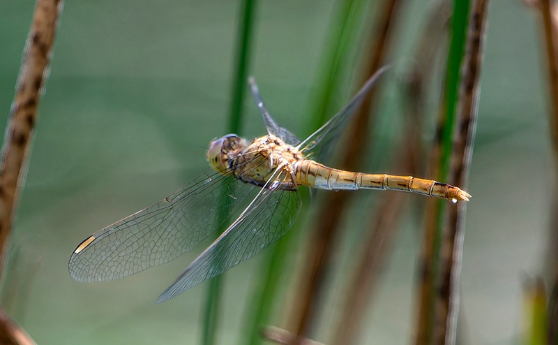 Sympetrum-meridionale_-femm.-volo-e-ovidep-(11).jpg