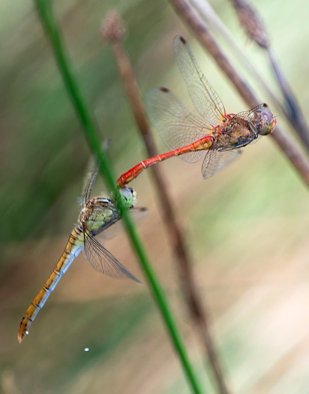 Sympetrum-meridionale_-tandem-in-volo-e-ovideposizione-(38).jpg