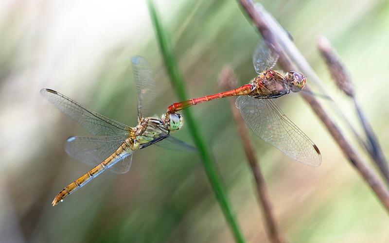 Sympetrum-meridionale_-tandem-in-volo-e-ovideposizione-(39).jpg