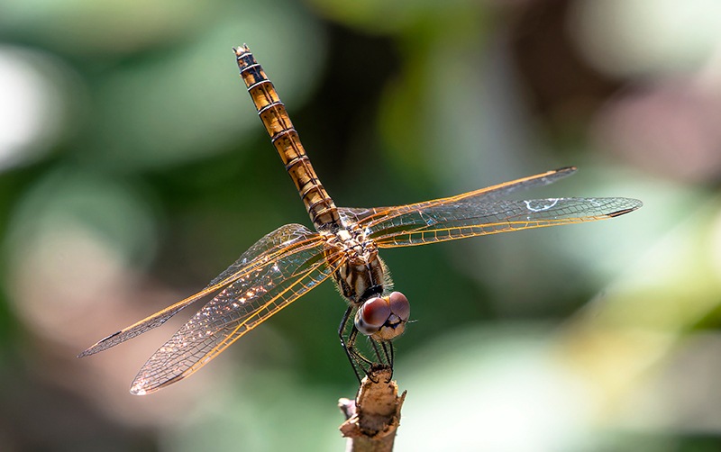 Trithemis-annulata_-femmina-(67).jpg