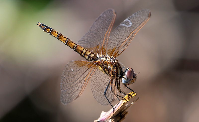 Trithemis-annulata_-femmina-(69).jpg