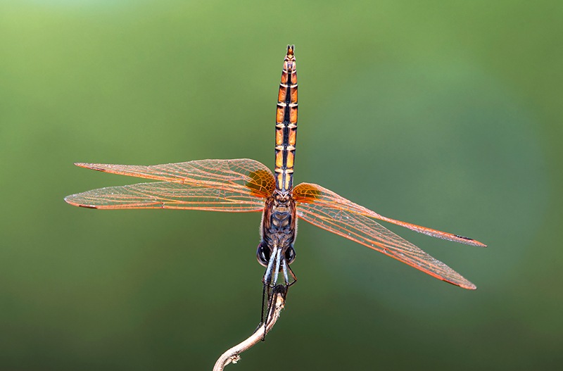 Trithemis-annulata_-maschio-(170).jpg