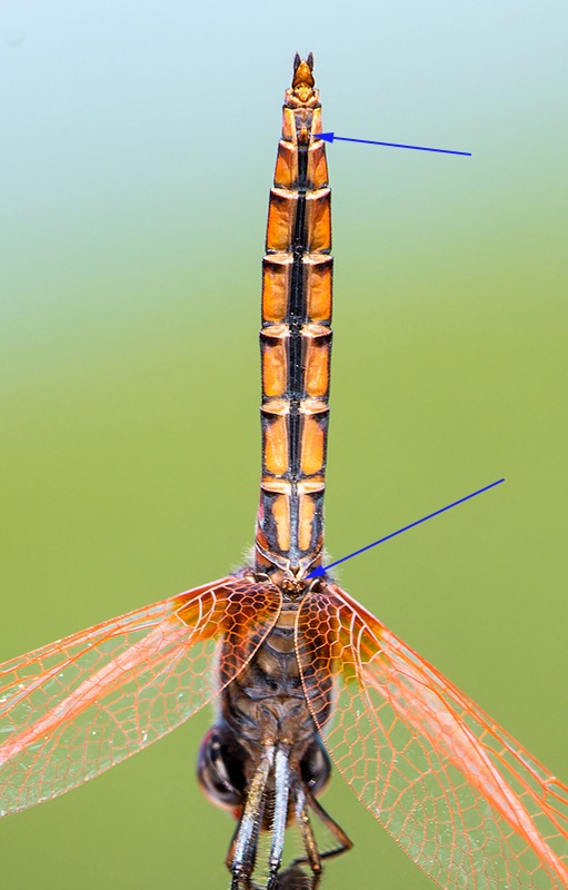 Trithemis-annulata_-maschio-(174).jpg