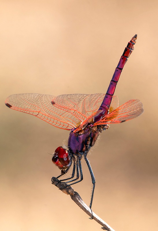 Trithemis-annulata_-maschio-(179).jpg