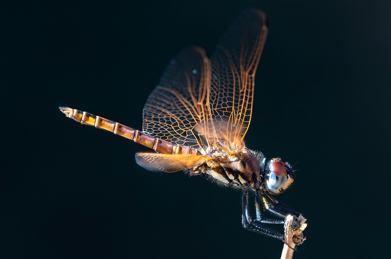 Trithemis-annulata_-maschio-immaturo-(30).jpg