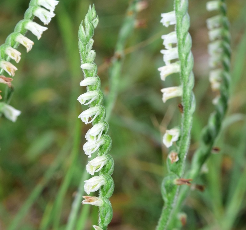 Spirantes spiralis (L.) Chevall. 1827. 2.jpg