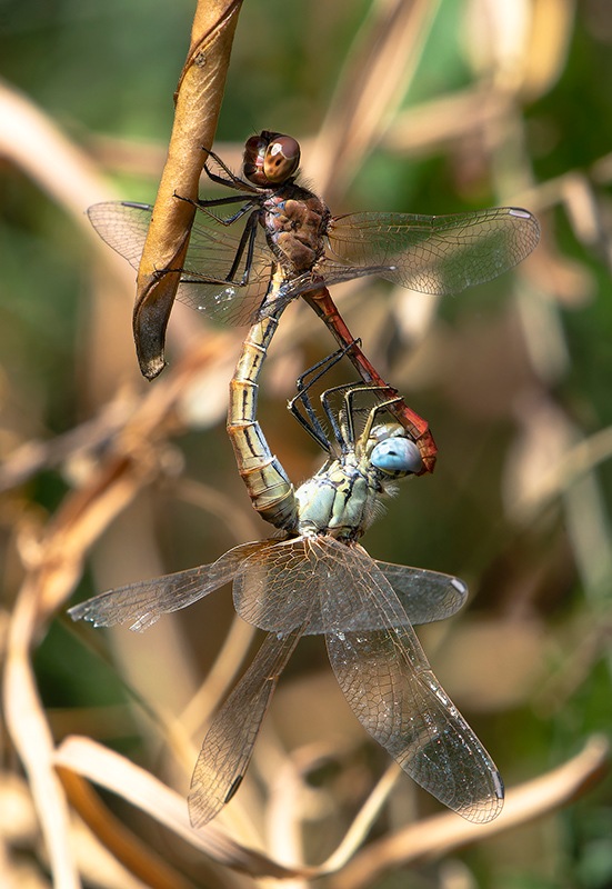 Sympetrum-meridionale_-copula-(82).jpg