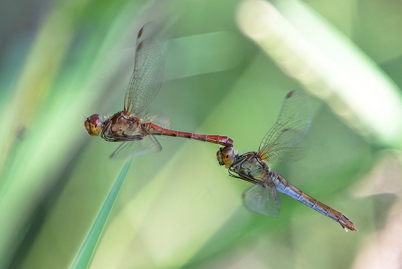 Sympetrum-meridionale_-tandem-in-volo-e-ovideposizione-(41).jpg