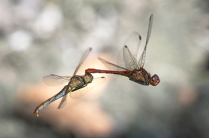 Sympetrum-meridionale_-tandem-in-volo-e-ovideposizione-(43).jpg