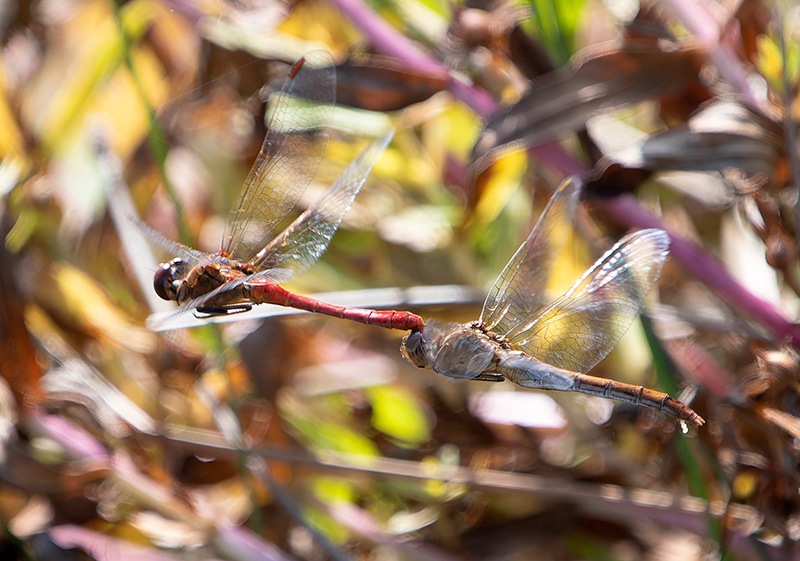 Sympetrum-meridionale_-tandem-in-volo-e-ovideposizione-(47).jpg