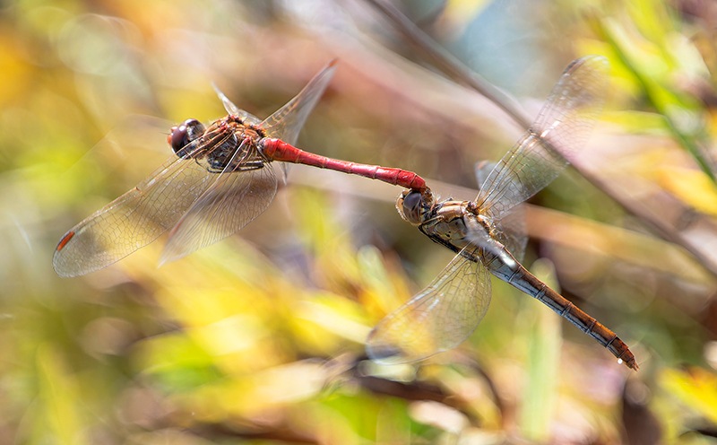 Sympetrum-meridionale_-tandem-in-volo-e-ovideposizione-(52).jpg