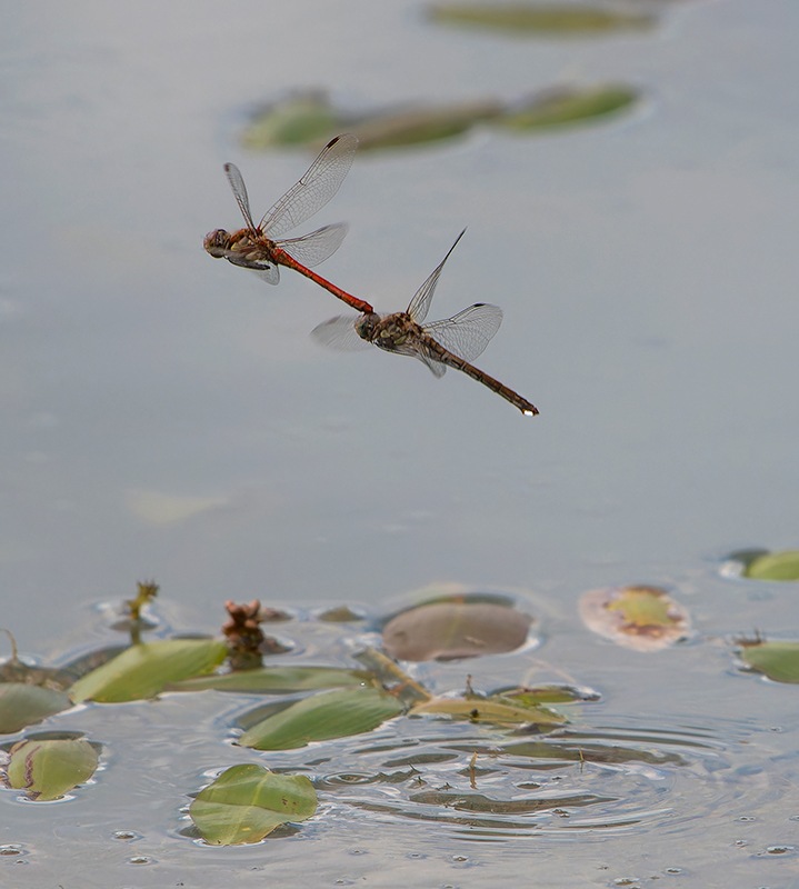 Sympetrum-striolatum_-tandem-in-volo-e-ovideposizione-(102).jpg