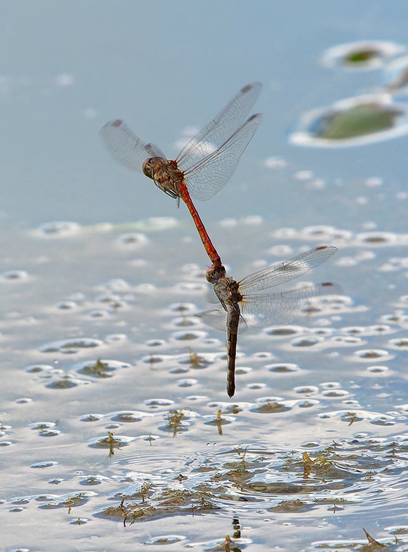 Sympetrum-striolatum_-tandem-in-volo-e-ovideposizione-(103).jpg