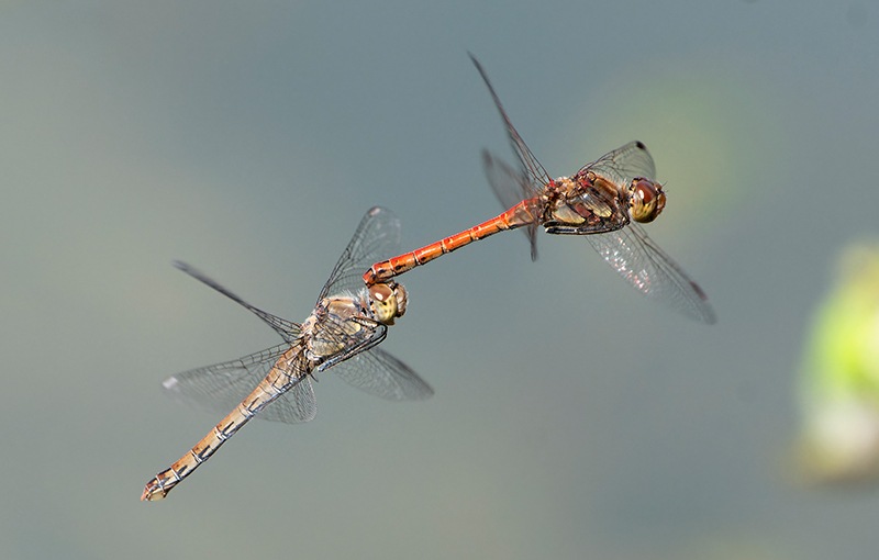 Sympetrum-striolatum_-tandem-in-volo-e-ovideposizione-(107).jpg