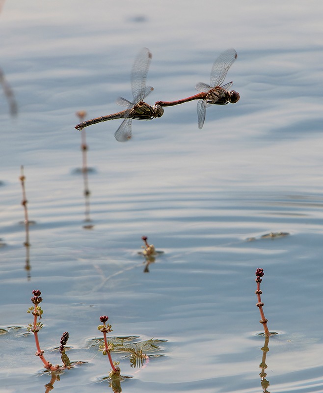 Sympetrum-striolatum_-tandem-in-volo-e-ovideposizione-(110).jpg