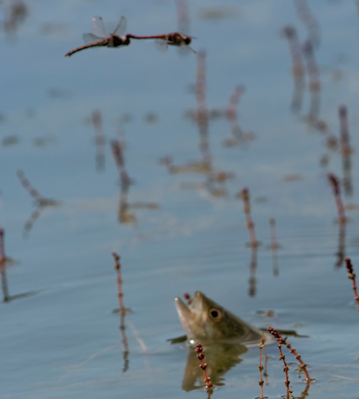 Sympetrum-striolatum_-tandem-in-volo-e-ovideposizione-(111).jpg