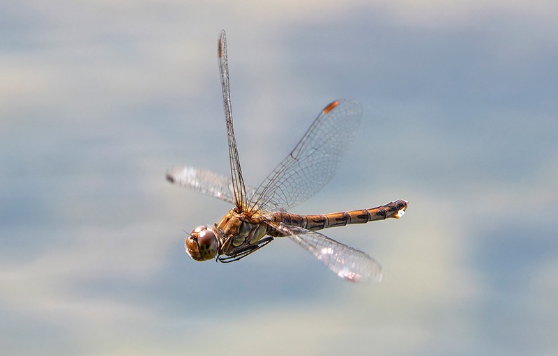 Sympetrum-striolatum_-tandem-in-volo-e-ovideposizione-(117)---Copia.jpg