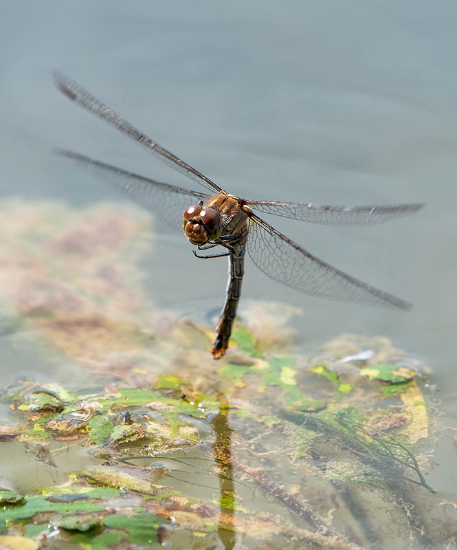 Sympetrum-striolatum_-tandem-in-volo-e-ovideposizione-(118)---Copia.jpg