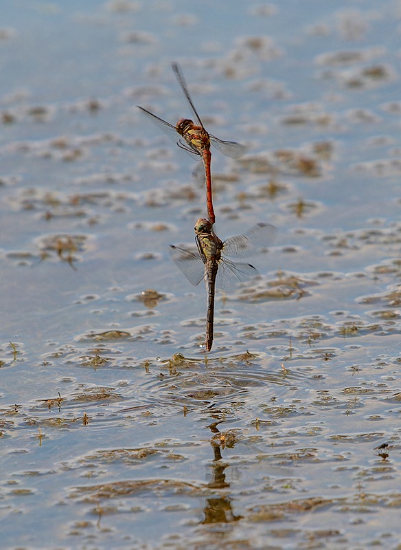 Sympetrum-striolatum_-tandem-in-volo-e-ovideposizione-(94).jpg