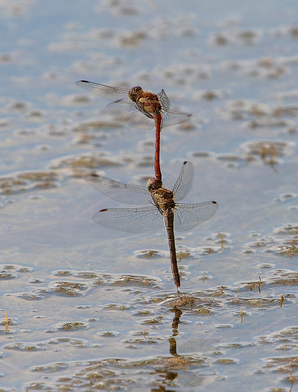 Sympetrum-striolatum_-tandem-in-volo-e-ovideposizione-(95).jpg