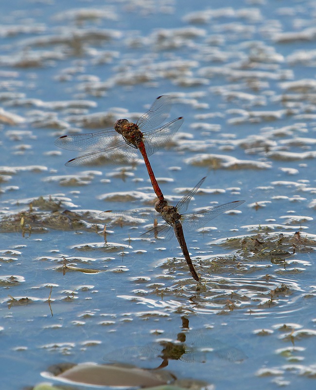 Sympetrum-striolatum_-tandem-in-volo-e-ovideposizione-(96).jpg