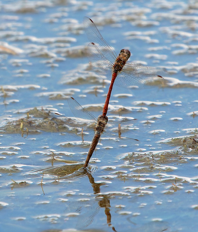 Sympetrum-striolatum_-tandem-in-volo-e-ovideposizione-(97).jpg