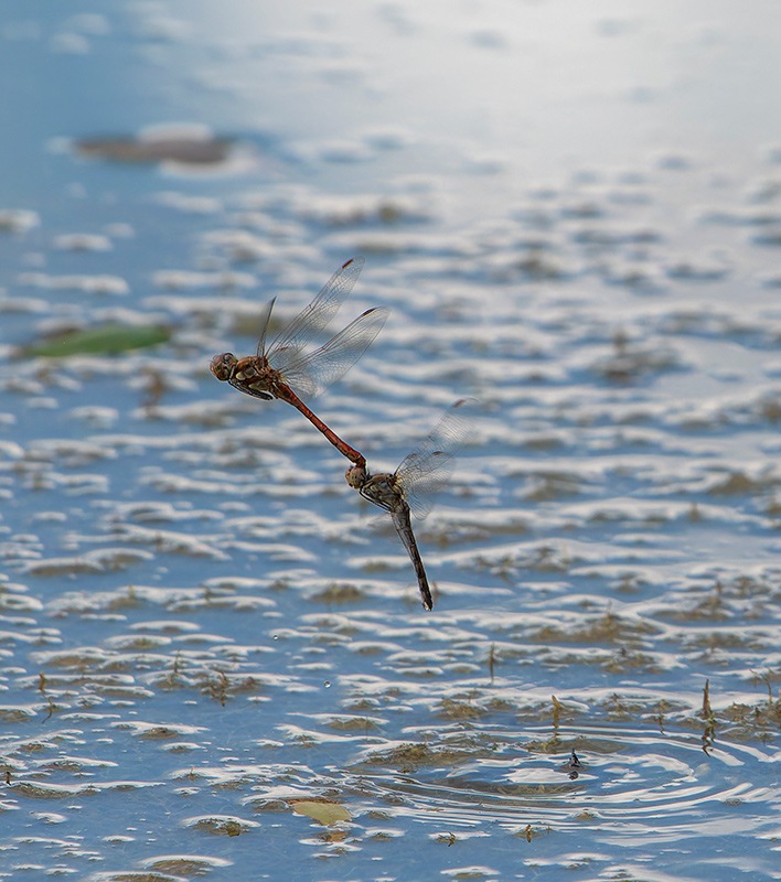 Sympetrum-striolatum_-tandem-in-volo-e-ovideposizione-(99).jpg