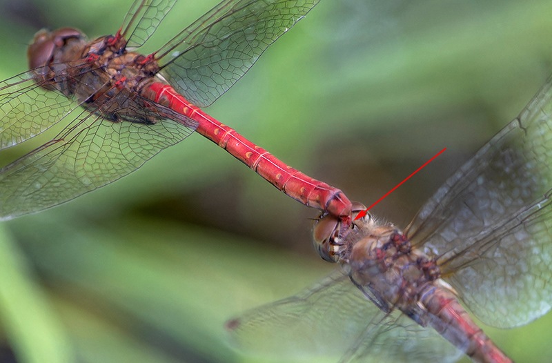 Sympetrum-striolatum_-tandem-in-volo-e-ovideposizione-(117).jpg