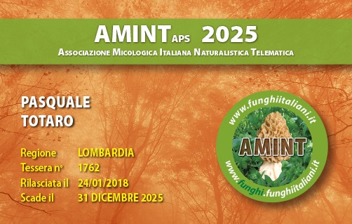 Tessera-AMINT-1762-2025.jpg