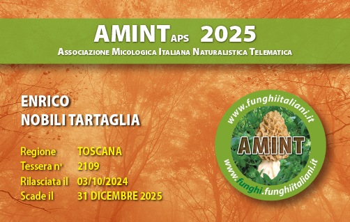 Tessera-AMINT-2109-2025.jpg