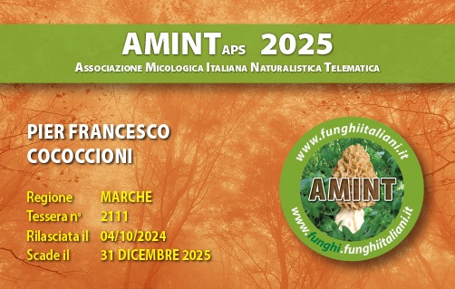 Tessera-AMINT-2111-2025.jpg